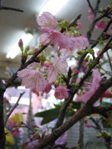 待ち遠しい～｜「花和商店」　（京都府宇治市の花キューピット加盟店 花屋）のブログ